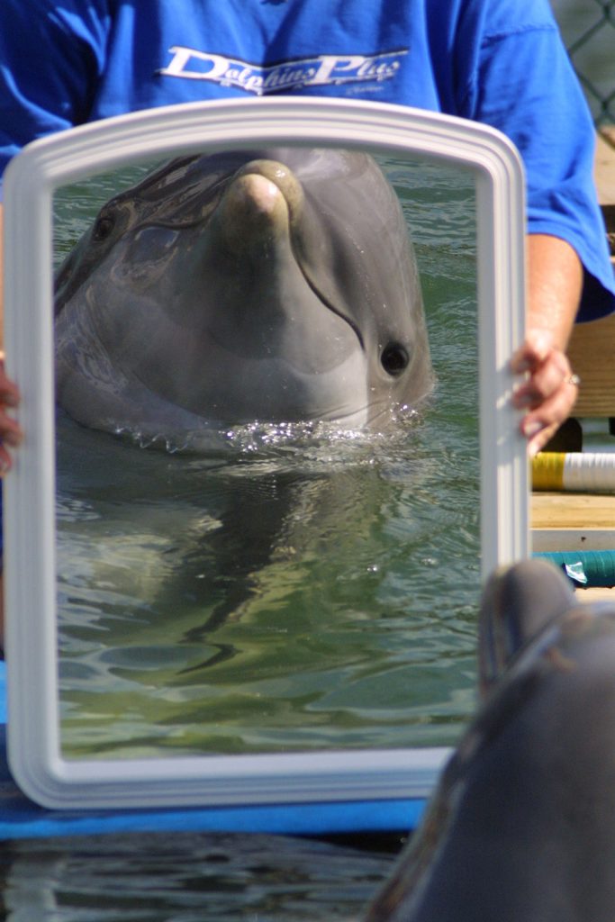 Studies in the early 2000s showed that dolphins are able to recognize themselves in mirrors.