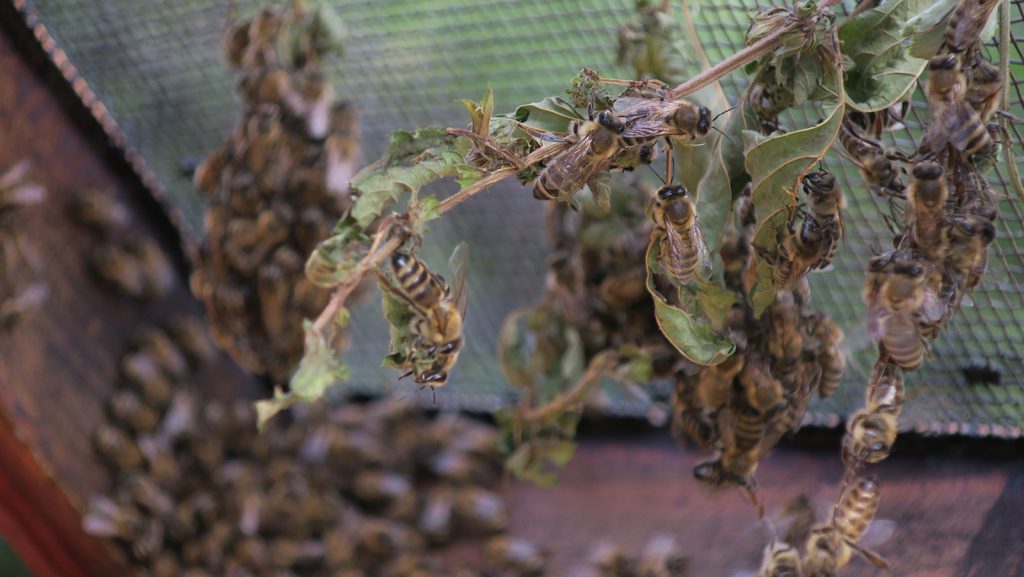 Bees clean branches of lemon balm that the author and her sister, Azra Jasarevic, placed in one of their bee boxes. The citrusy perfume from the herb coats the cleaning bees' bodies, and they spread it throughout the hive.