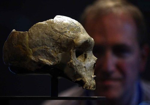 Neanderthal brain - Chris Stringer a Merit Researcher at the Natural History Museum, London, face to face with a Neanderthal skull at the press launch of the Museum’s new Treasures Gallery.