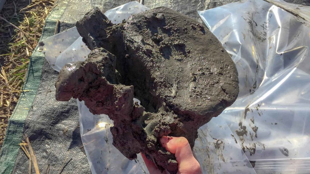 Researchers found this mammoth vertebra on a farm in Michigan.