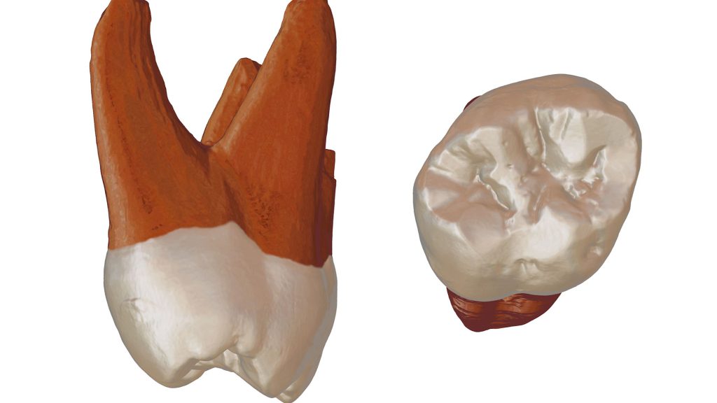 A 3D re-creation of a Neanderthal tooth recently unearthed in Serbia shows the finer details of the 100,000-year-old fossil.