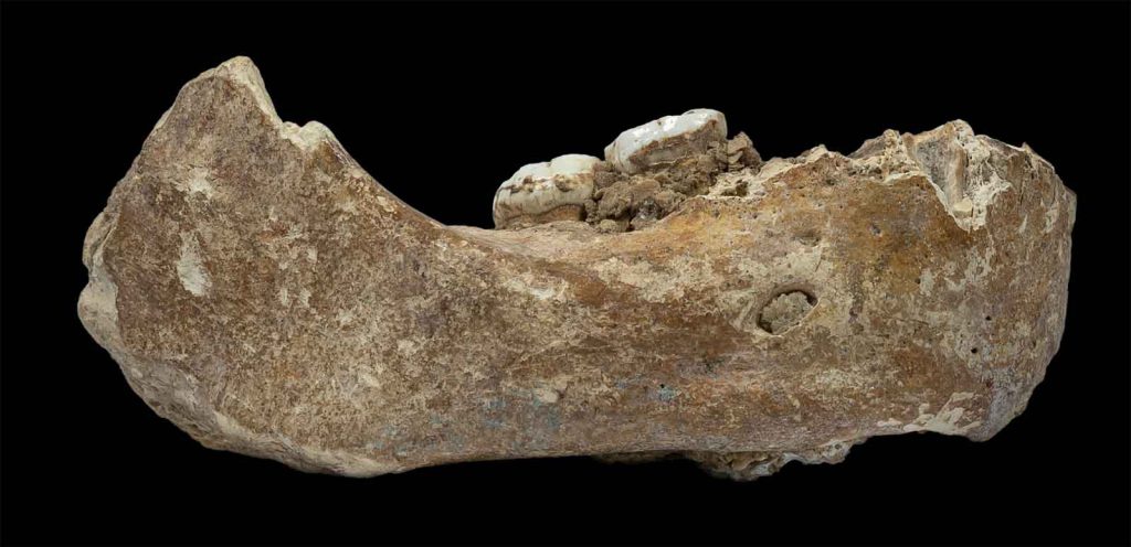 Xiahe jaw - The team was able to identify this partial mandible as Denisovan by analyzing its degraded proteins.