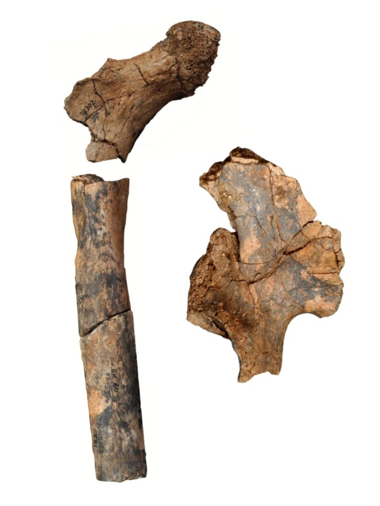 Broken, tan-colored bones sit against a white background.