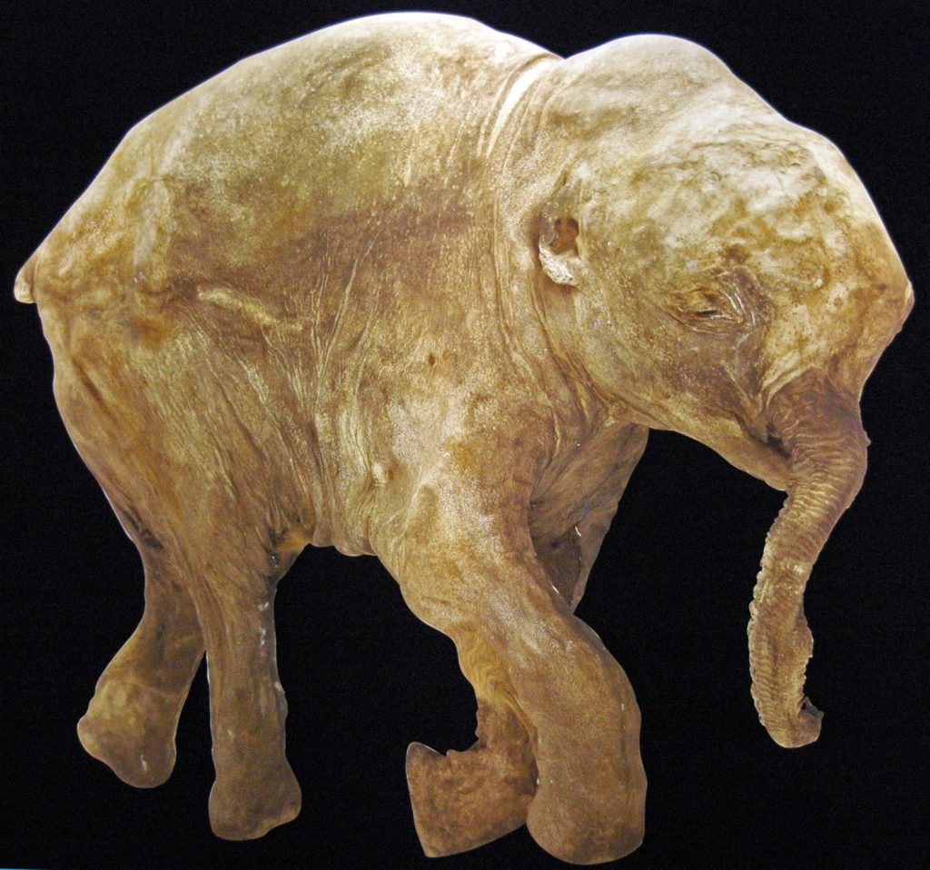 Fisher contributed to the study of this baby mammoth, found in Siberia, whose remains date back 42,000 years.