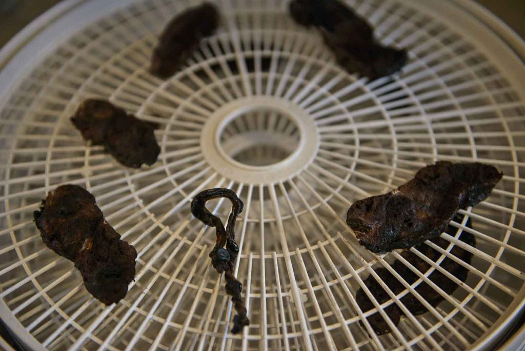 Dehydrated placenta, shown here along with a dried umbilical cord, will be ground to a powder and placed into a pill capsule for a new mother to ingest.