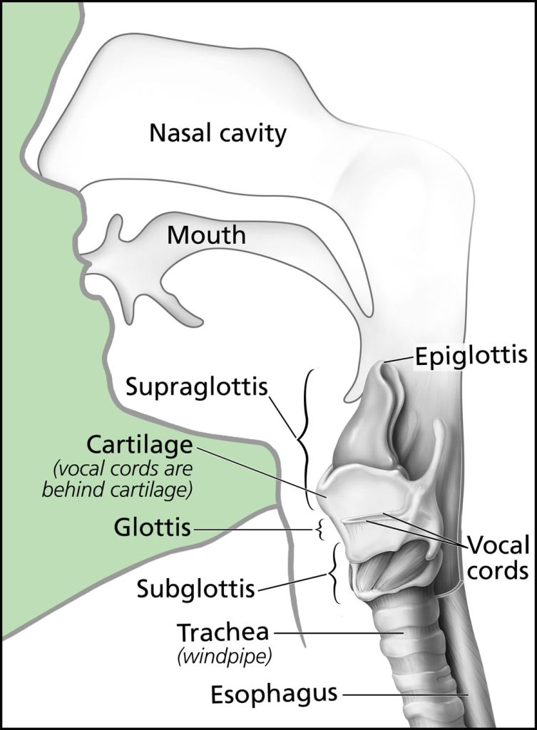 The anatomy of the throat of a modern human allows for speech.
