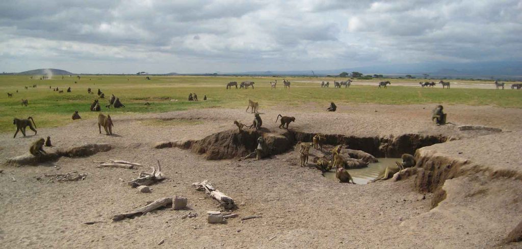microbiome social behavior - Baboons congregate in Amboseli National Park.