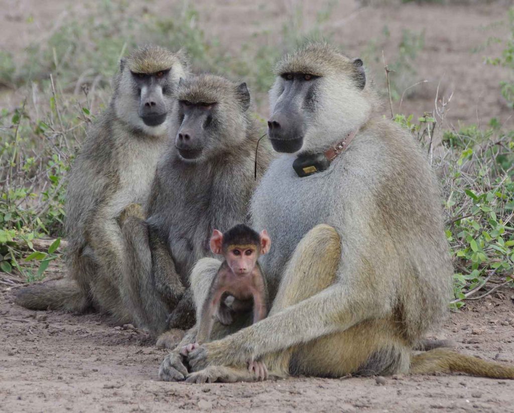 microbiome social behavior - Baboons make a good proxy for humans in part because these fellow primates live on savannas where our ancestors likely evolved.
