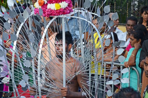 In Mauritius, some devotees carry a heavy burden attached to them through hundreds of needles; others pull a chariot behind them through hooks pierced in their backs.