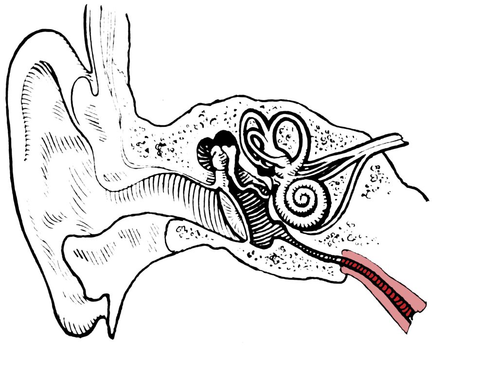 In modern humans, the Eustachian tube (red) becomes more sloped as we age, allowing ear fluids to drain and preventing bacteria from lurking.