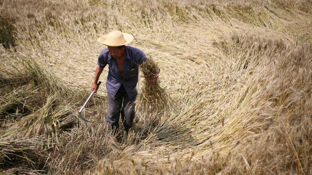 Wheat is now a favored crop in many parts of China.