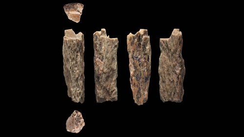 anthropology in 2019 - This image shows various views of the pinky bone of a Denisovan-Neanderthal hybrid found in Siberia.