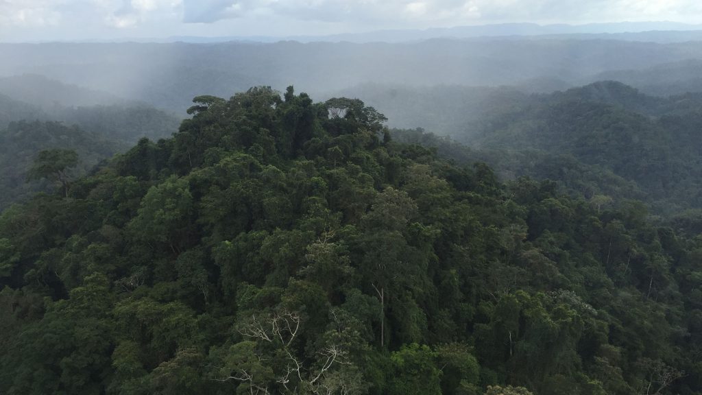 The author took this photo of the wild Honduran Mosquitia rainforest from a helicopter in 2015.