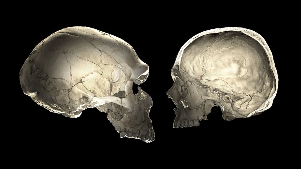 Scans compare a Neanderthal fossil (at left) to a modern human skull (right).