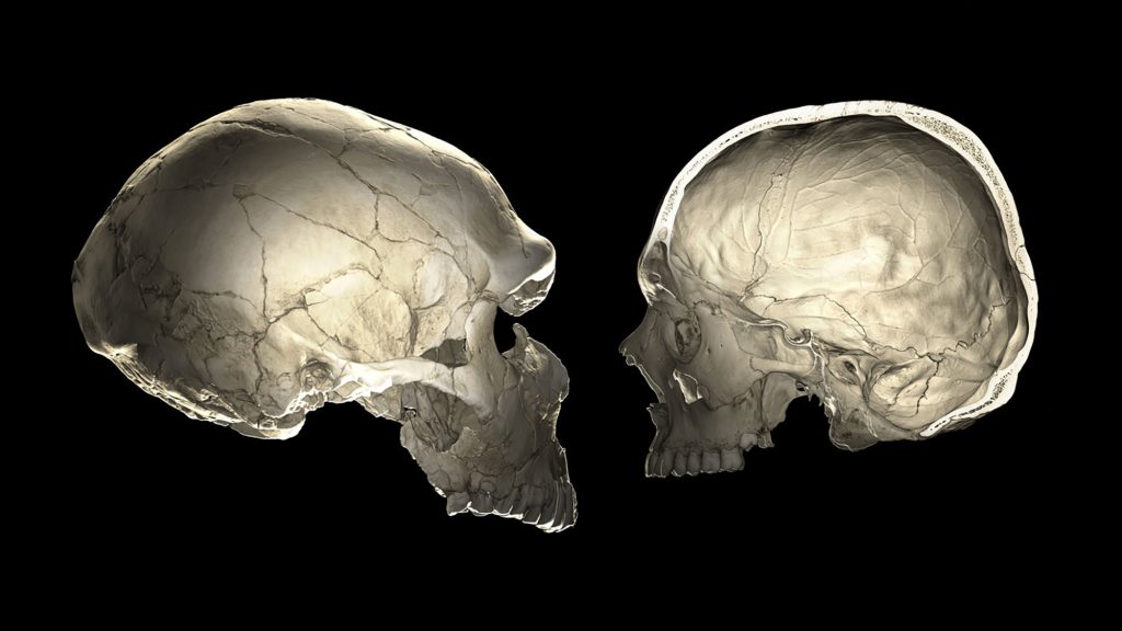 Unprecedented' fossil skull reveals face of human ancestor