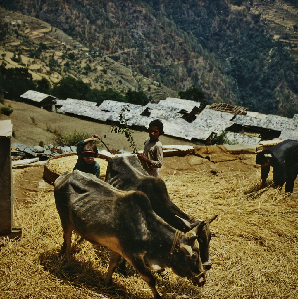 At their village in Uttarakhand, India, the author threshes wheat with her friend Minesh.