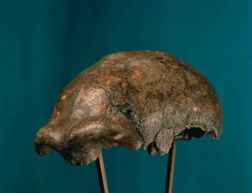 This fragment, found in what is today Germany, comes from the skull of a Neanderthal.