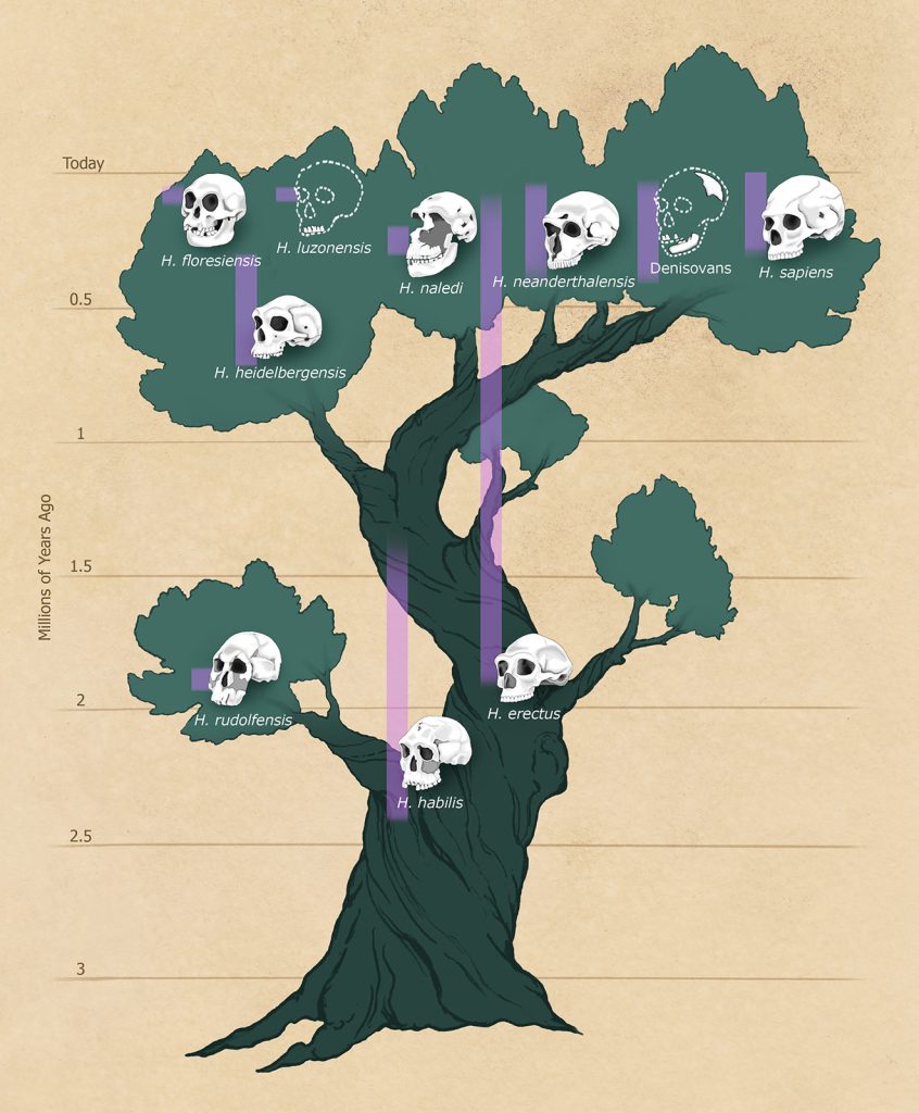 Untold Homo species contributed to the eventual emergence of both Neanderthals and Homo sapiens.