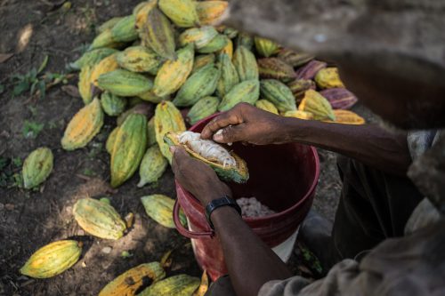 cocoa production - Chocolate comes from processing the seeds found in the fruit, or “pods” (shown here), of the cacao tree.