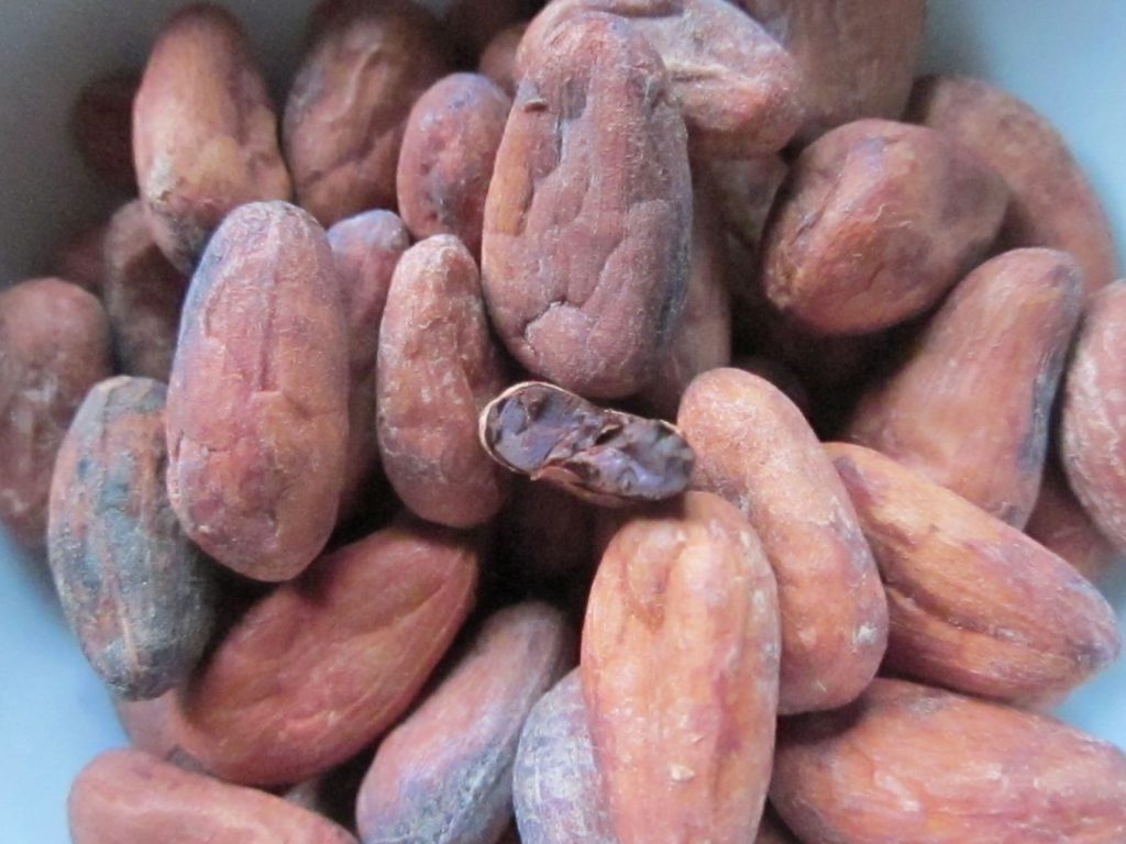 Cocoa beans are, in fact, seeds fermented and dried after they are collected from the cacao tree’s fruit.