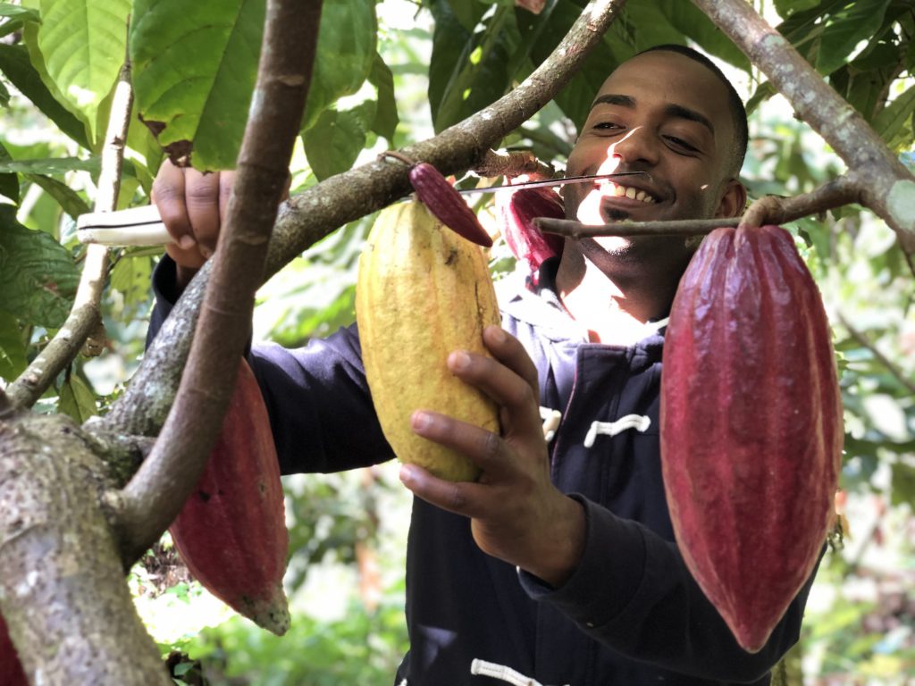 Heriberto Paredes harvests ripe cacao pods from a tree using a machete.