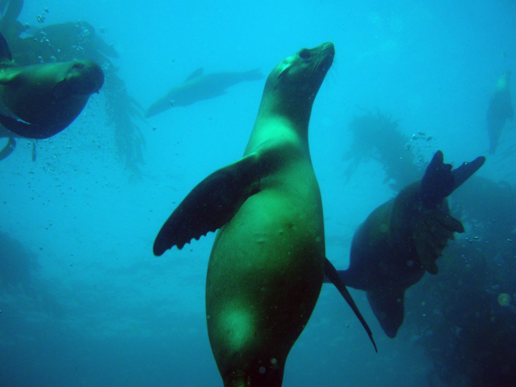 San Miguel Island - Sea lion populations off the California coast bounced back after the Marine Mammal Protection Act of 1972.