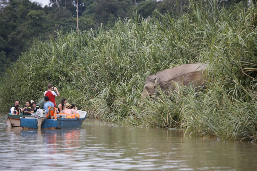 coronavirus and ecotourism