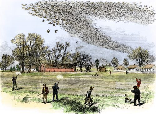 passenger pigeon extinction - Nineteenth-century hunters in Louisiana shoot passenger pigeons.