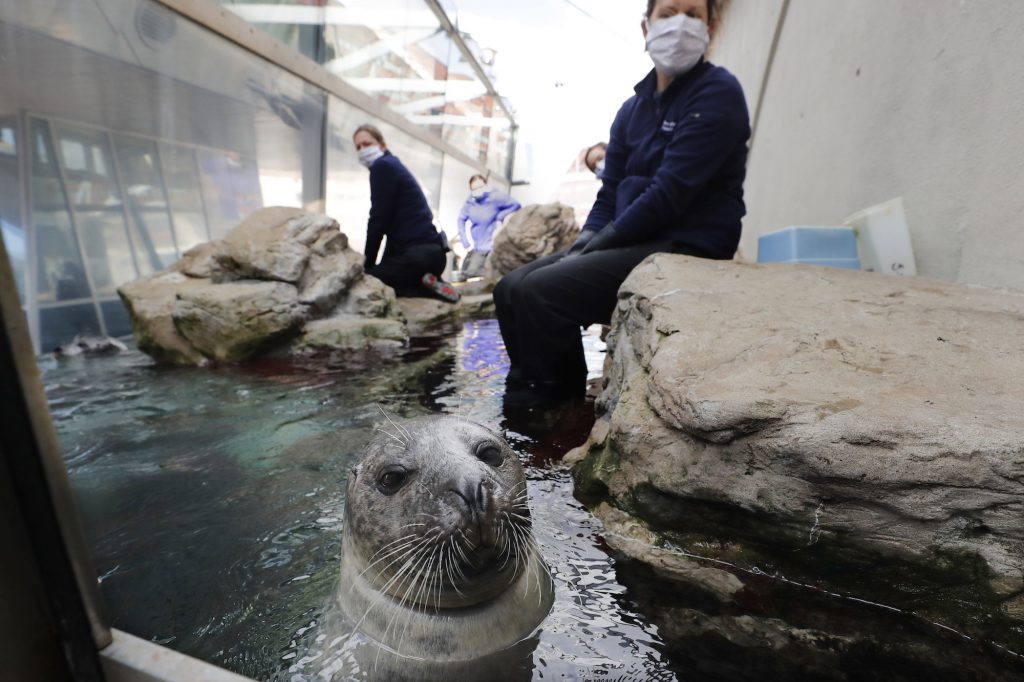 In early April, mammal trainers at the temporarily closed New England Aquarium in Boston don masks to prevent the possible spread of the coronavirus to seals.