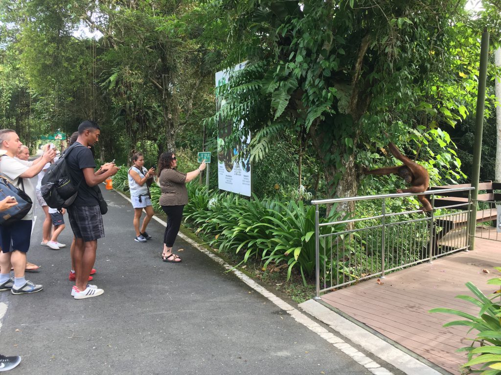 Tourists visit wildlife rehabilitation centers in the state of Sabah in Borneo to see endangered animals up close, but these encounters can increase the risk of disease transfer between humans and primates.