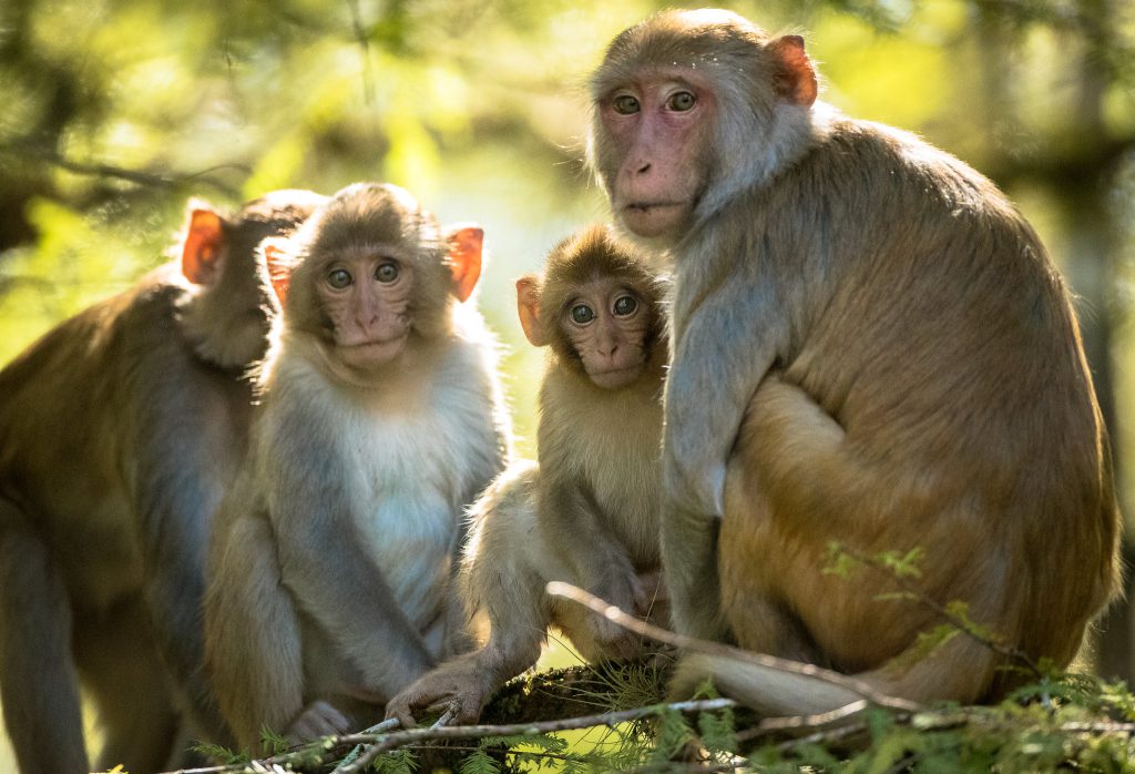 multispecies - Macaques sit near Florida’s Silver River.