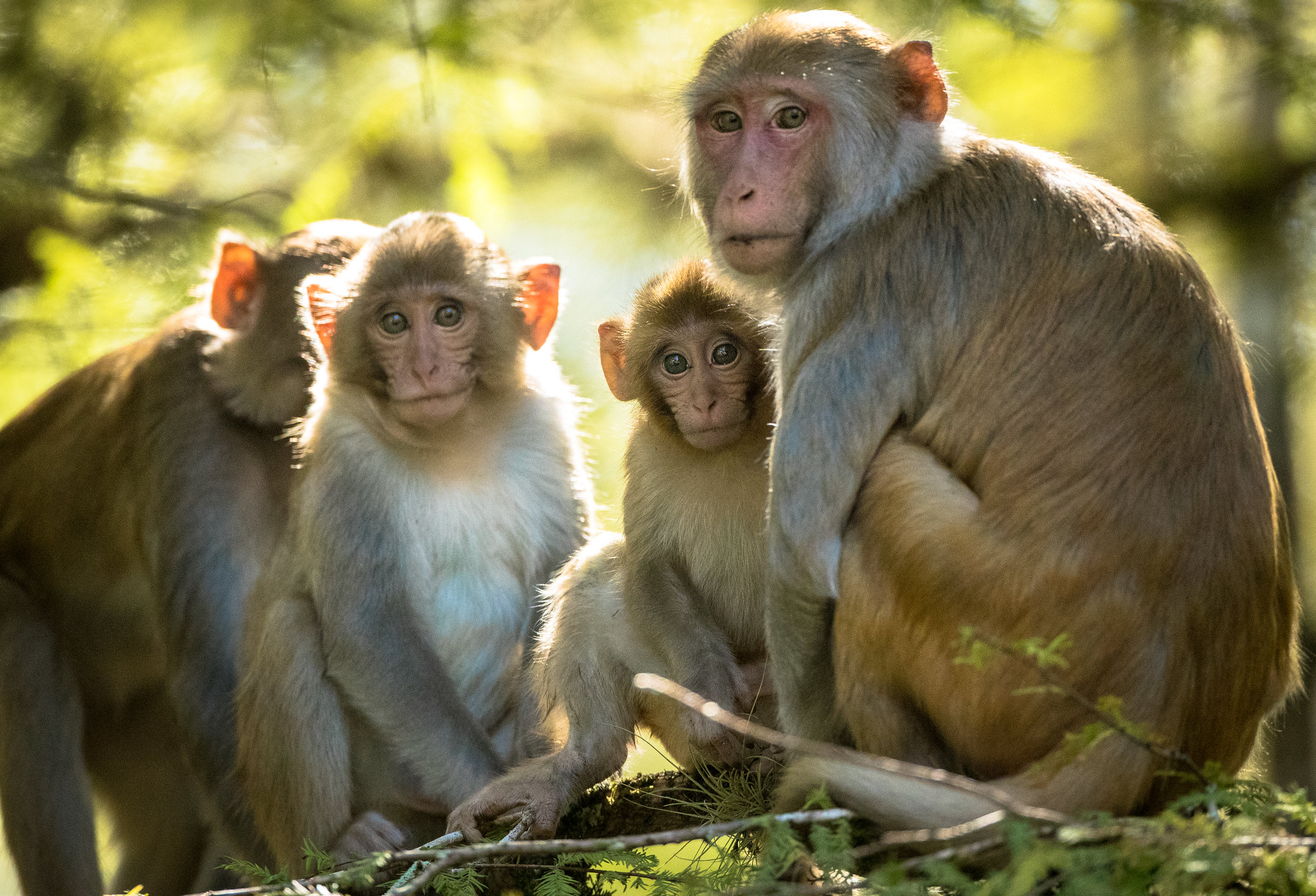 Illegally Captured Primates Used in Animal Testing Pose Health and Investor  Risks | Proxy Preview