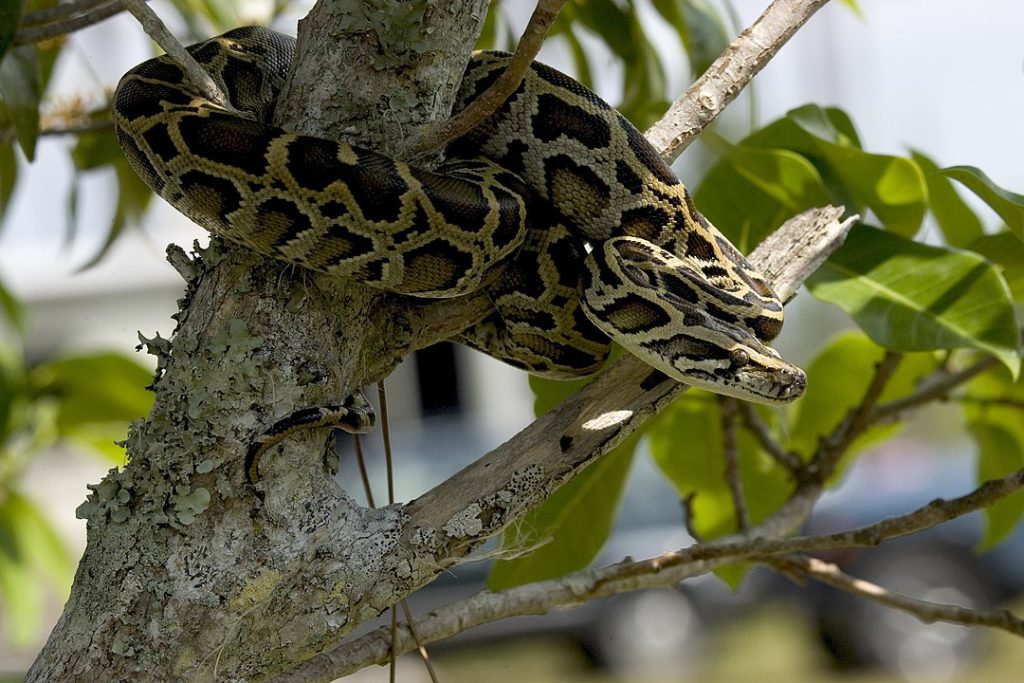 Florida features many successful nonnative species, including the Burmese python, which has done serious damage to wildlife in the Everglades.