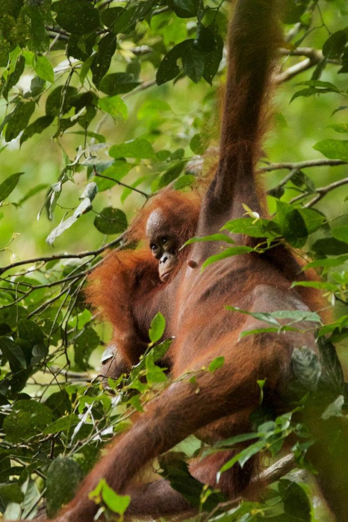 Bibi and Bayas, the mother-infant pair observed by the author in Borneo, will be together for years to come—until Bayas is independent and ready to roam the forest on his own.