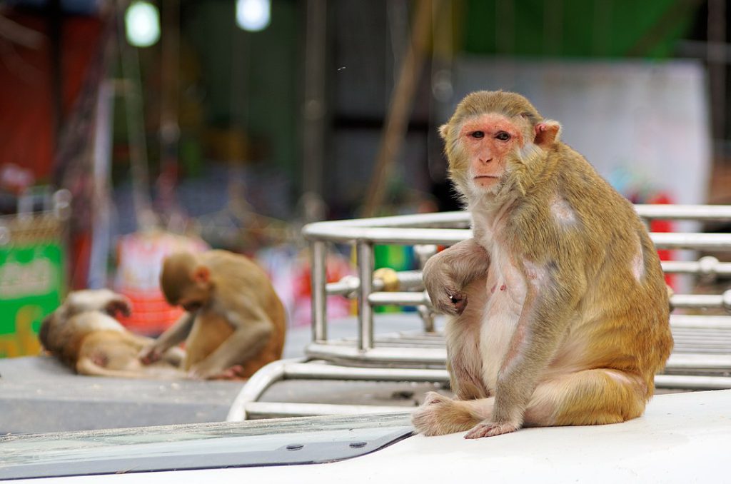In their native Asia, macaques frequently interact with humans—sometimes becoming pests.