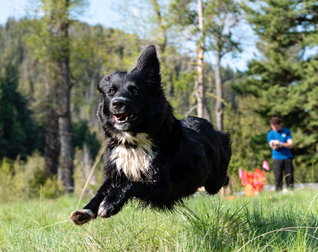 archaeology dogs - Dax is a trained archaeology dog, seen here at work in southwest Montana.