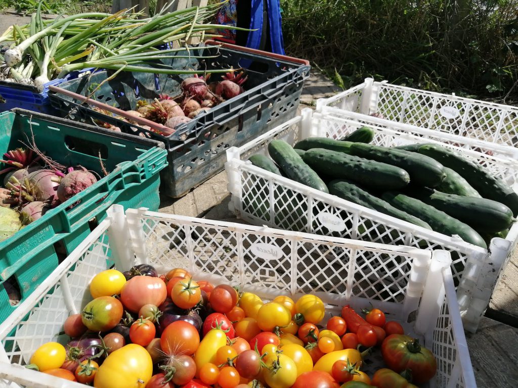 community supported agriculture - Growing and harvesting this food helped the author connect with nature.