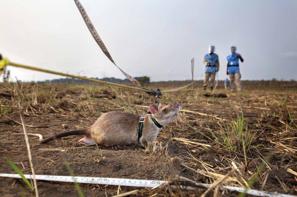 land mine detection rats - In some parts of the world, giant rats are being enlisted to detect postwar land mines.