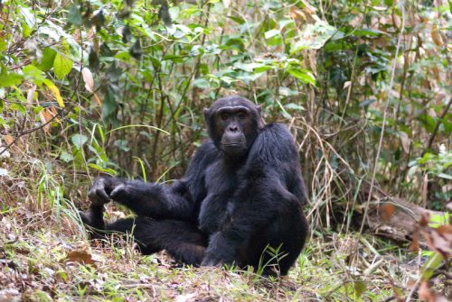 theory of mind - Like other alpha males in chimpanzee troops, Pimu, in Tanzania, has to be vigilant to keep his position.