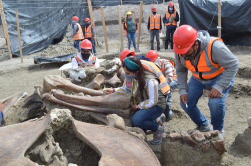 Mexico City mammoth find - Archaeologists, restorers, and laborers have worked together to uncover thousands of late Pleistocene animal remains.