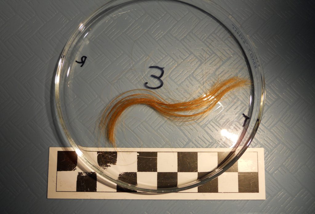 death seasonality - A lock of hair from Edith Cook, a girl who died in 1876, offers a window into her death.