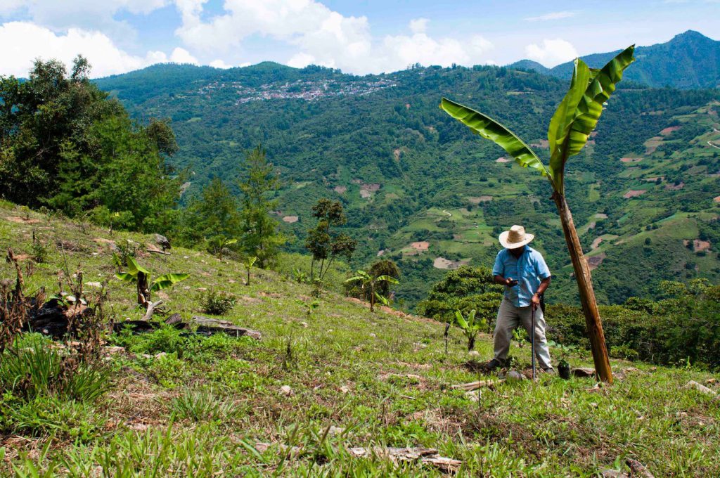 Talea cellphone network - A campesino checks his cellphone while working in the fields outside of Talea de Castro, Mexico (the mountain village in the distance to the upper left).