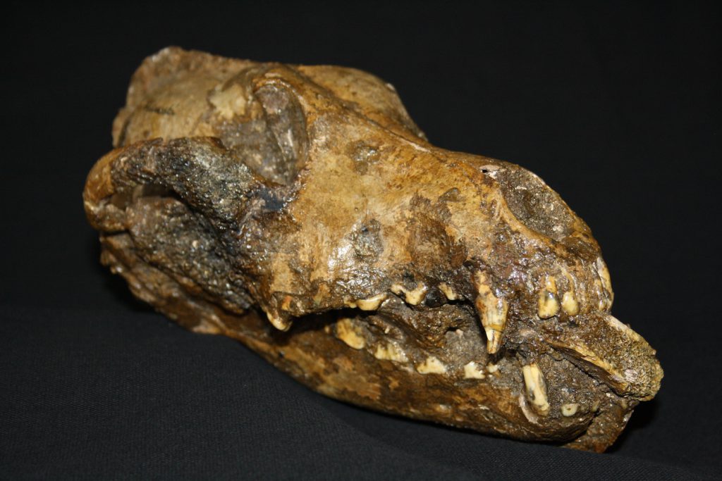 An ancient dog skull sits against a black backdrop.