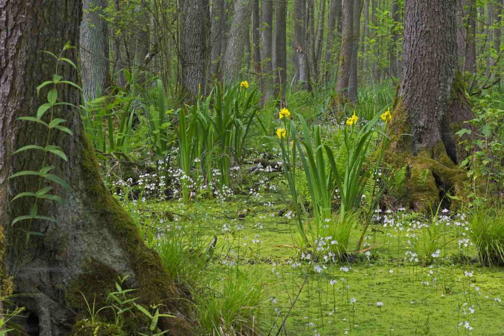 Cypress trees, yellow and purple flowers, and algae in resting water.