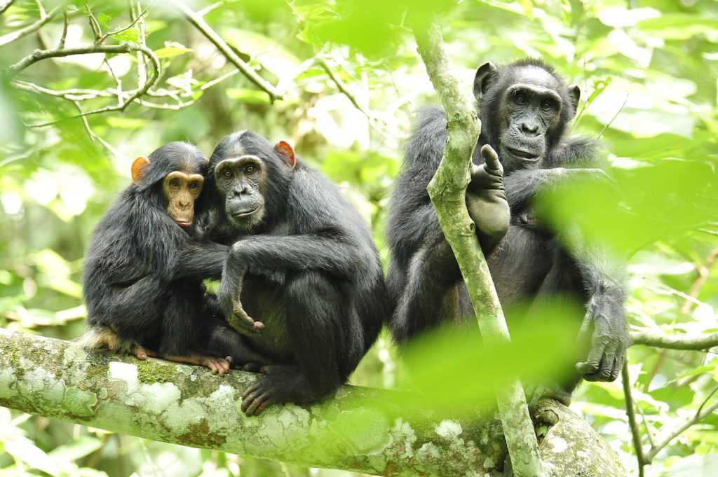 One juvenile and two adult chimpanzees sit on a branch and are visible through foliage.