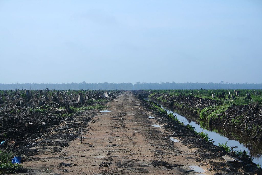 A dirt road in the center splits two sides of a palm oil field filled with tree stumps. The outline of a forest can be seen far off in the distance.