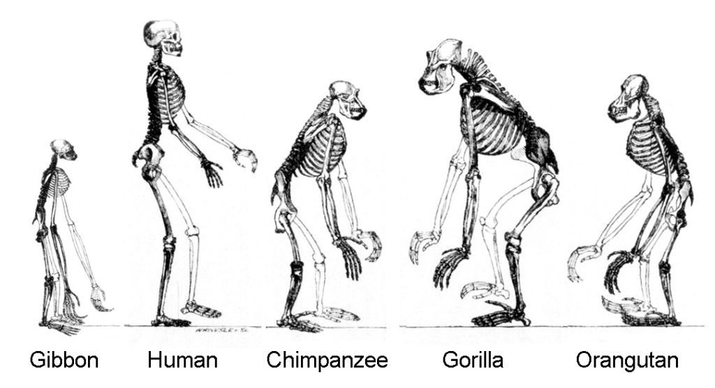 A black-and-white drawing shows the skeletons of a gibbon, a human, a chimpanzee, a gorilla, and an orangutan side by side.