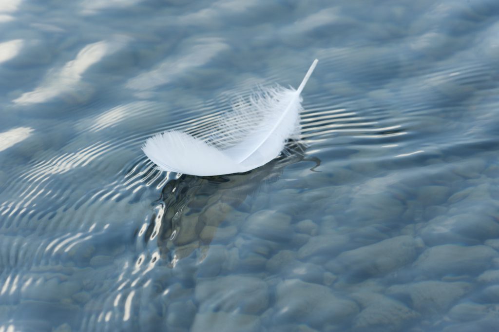 white feather floats on clear water with rocks at the bottom.