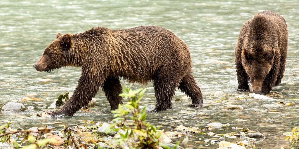 Two brown bear cubs walk over rocks while fishing in a river.