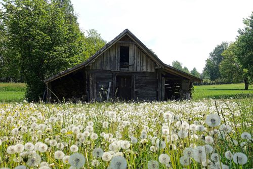 A dilapidated dark, wooden barn stands in a dandelion field surrounded by grass and trees.